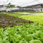 Ideal para cultivos hidropónicos y plantación